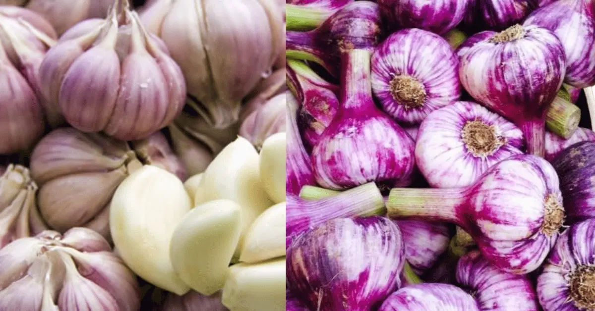 Purple Garlic